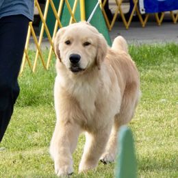 Golden Retriever Puppies from OPK GOLDENS