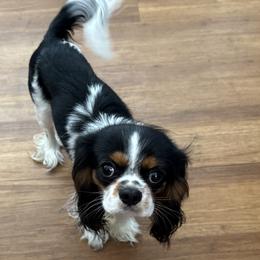 Topper - Cavalier King Charles Spaniel