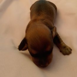 Big Red - Red male Dachshund puppy in Cedar Rapids, Iowa from Paulassillydogs