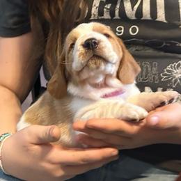 BRIGHT PINK girl Prairie - Red and white female Basset Hound puppy in Saint Cloud, Florida from Mockingbird Hollow Bassets
