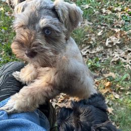 Miniature Schnauzer puppies from Crazy 'Bout Schnauzers