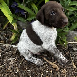 German Shorthaired Pointer Puppies from Justin Anderson