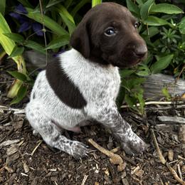 German Shorthaired Pointer Puppies from Justin Anderson