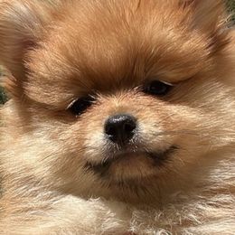 Pomeranians from Our Lil Pommers