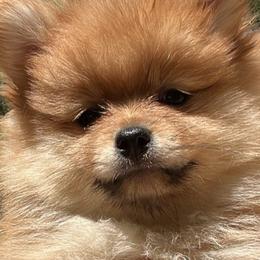 Pomeranians from Our Lil Pommers