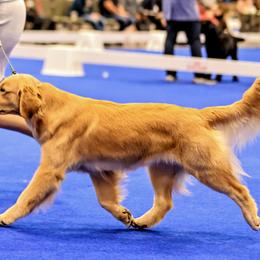 Golden Retrievers from Winstone Goldens