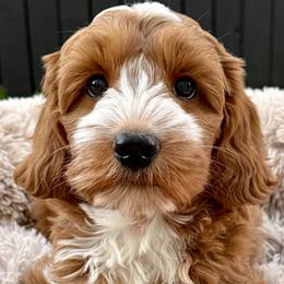 Scout - Cockapoo puppy from Darby Park Doodles