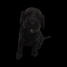 Stella - Black female Double Doodle puppy in Lynden, Washington from Cloud Nine Doodles