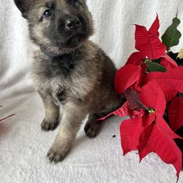 German Shepherd Puppies from Scenic City Shepherds
