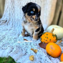 Grimm - Blue merle male Australian Shepherd puppy in Salem, Oregon from Steady Aim Aussies