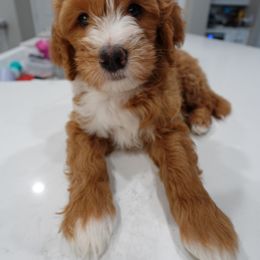 Biscuit - Apricot Goldendoodle puppy in Palmdale, California from GoldenPaws Doodles