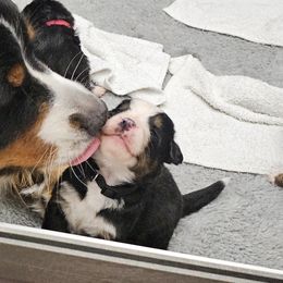 Bernese Mountain Dog Puppies from Jill Stahl Tyler
