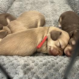 Girl 2 Red - Storm is a Shaded cream - Cream female Dachshund puppy in Hutto, Texas from R.G. Dachshunds
