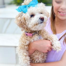 Mia - Maltipoo