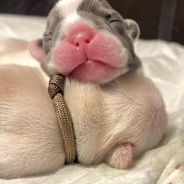 Huck - Blue fawn male French Bulldog puppy in Dubois, Idaho from White Hippo Frenchies