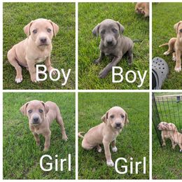Blue Lacy Puppies from Red River Blue Lacys