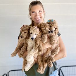 Bernedoodle, Goldendoodle, and Poodle Puppies from Central Valley Canine Companions