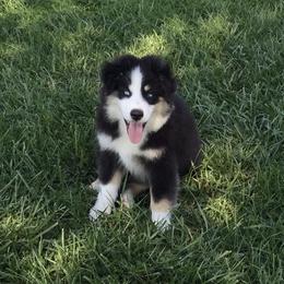 Miniature American Shepherd Puppies from Fuzzbottom Miniature American Shepherd