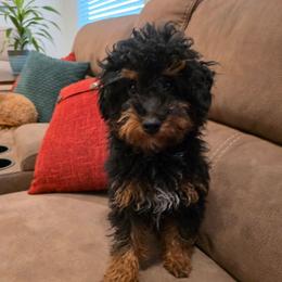 Moose - Phantom male Poodle puppy in St George, Utah from Ember Hills Poodles