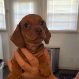 Sophie - Red female Dachshund puppy in Silsbee, Texas from The Doxie Den