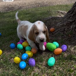 Boy 2 - Lemon and white Basset Hound puppy in Panhandle, Texas from TNT Bassets