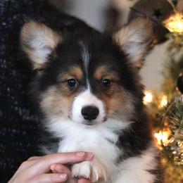 Autumn (Fluffy) - Black and tan female Pembroke Welsh Corgi puppy in Fayetteville, Arkansas from Intergalactic Corgis