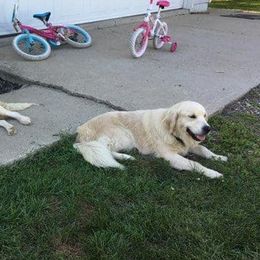 Golden Retrievers from Kramer Family Goldens