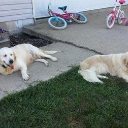 Golden Retrievers from Kramer Family Goldens
