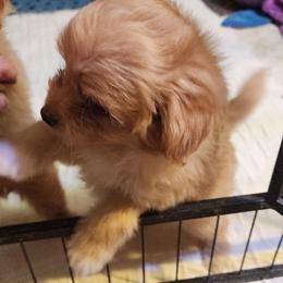 Toothless - Apricot male Poodle puppy in Tyner, Kentucky from Tanner's Majestix Kennels