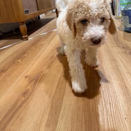 Snooky - Red male Bernedoodle puppy in Chilmark, Massachusetts from Martha’s Vineyard Bernedoodles