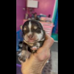 Candy - Red and white female Pomsky puppy in Spring Hill, Florida from PDQ Pomskies