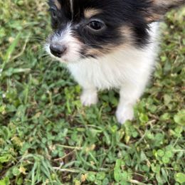 Boston Terrier and Papillon Puppies from Sassy Pap Farms