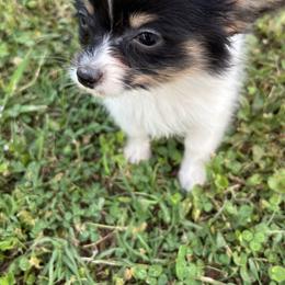 Boston Terrier and Papillon Puppies from Sassy Pap Farms