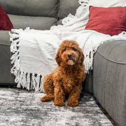 Blue collar - Red  male Goldendoodle puppy in Spokane, Washington from Dream Doodles in Spokane WA