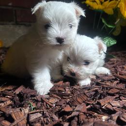 Phil - White male Maltese puppy in Harahan, Louisiana from Babes Little Babies