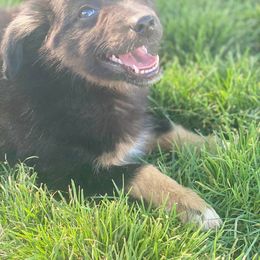 Australian Shepherd, Miniature Australian Shepherd, and Toy Australian Shepherd Puppies from Brushy Creek Aussies & Mini Aussies