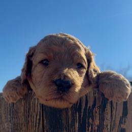 Male - Cream male Poodle puppy in Jurupa Valley, California from gucci_bentleys_goldendoodles