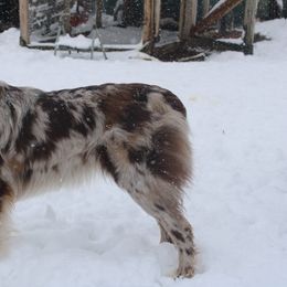 River - Australian Shepherd