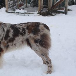 River - Australian Shepherd