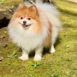Pomeranian puppies from Whippoorwill Pomeranians