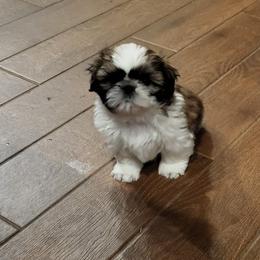 Shih Tzus from Fascination's Shih Tzu's