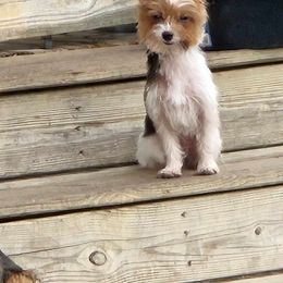 Wendy - Yorkshire Terrier