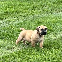 Orange collar female - Brown female Boerboel puppy in Guysville, Ohio from Fueled Kennel