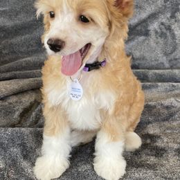 Chinese Crested Puppies from SoCal Chinese Crested