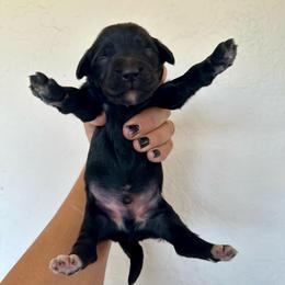 Lu's boy 1 - Black and white male Bernedoodle puppy in Marlow, Oklahoma from Crider’s Critters