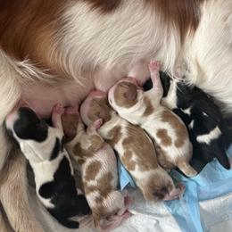 Girl 1 - Blenheim female Cavalier King Charles Spaniel puppy in Huntington Beach, California from Russell Cavailers