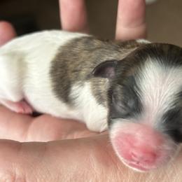 Havanese, Havapoo, and Poodle Puppies from Parlor Pups