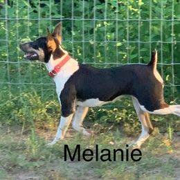 Melanie - Rat Terrier
