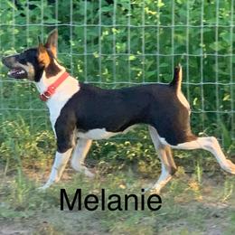 Melanie - Rat Terrier