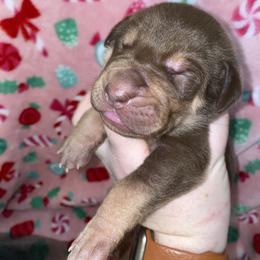 Max - Chocolate female Great Dane puppy in Spartanburg, South Carolina from Pawlmetto Danes